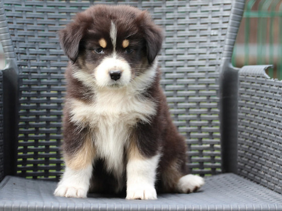 Australian sheperd tricolor female