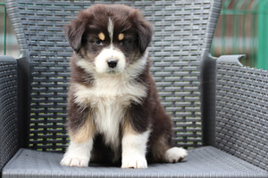 Australian sheperd tricolor female (1 фото из 8)