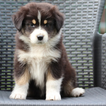 Australian sheperd tricolor female
