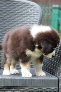 Australian sheperd tricolor female (4 фото из 8)