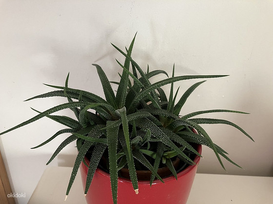 Havortia