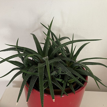 Havortia