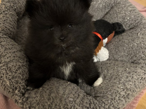 Myydään pomeranian pentu