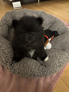 Myydään pomeranian pentu (1 valokuva sivusta 2)