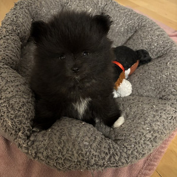 Myydään pomeranian pentu