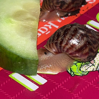 Улитки ахатины