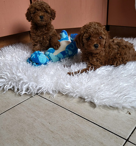 Toy poodel (1 foto / 6)