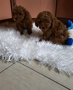 Toy poodel (2 foto / 6)