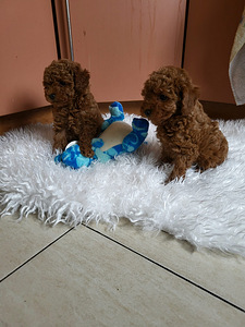 Toy poodel (3 foto / 6)