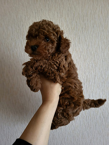 Toy poodel (4 foto / 6)