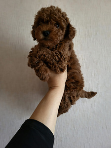 Toy poodel (5 foto / 6)