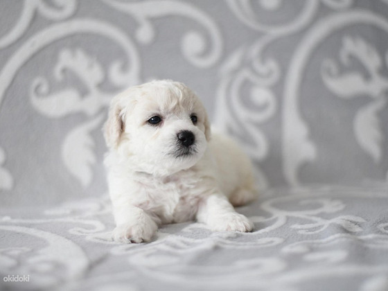 Bichon Frisé