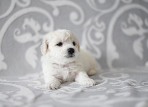 Bichon Frisé (1 foto / 10)