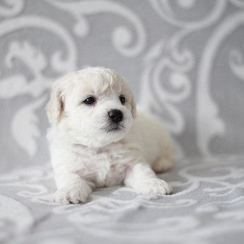Bichon Frisé