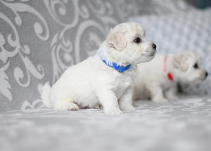 Bichon Frisé (2 foto / 10)
