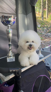 Bichon Frisé (4 foto / 10)