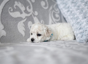 Bichon Frisé (3 foto / 10)