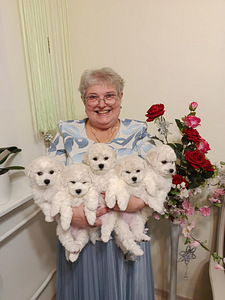 Bichon Frisé (6 foto / 10)