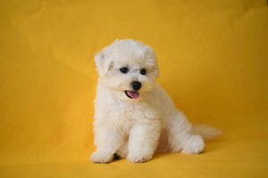 Bichon Frisé (8 foto / 10)