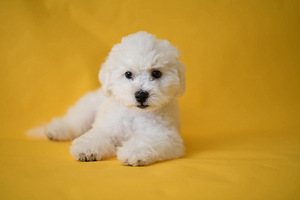 Bichon Frisé (5 foto / 10)