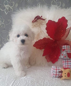 Bichon Frisé (9 foto / 10)