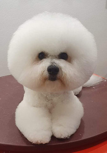 Bichon Frisé (7 foto / 10)