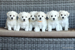 Bichon Frisé (10 foto / 10)