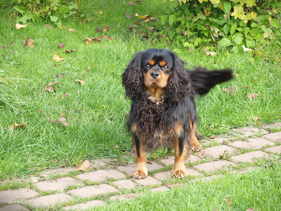 Kavaliera karaļa Čārlza spaniels