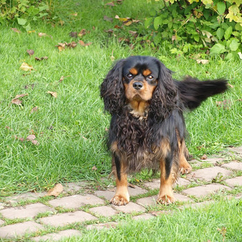 Kavaliera karaļa Čārlza spaniels