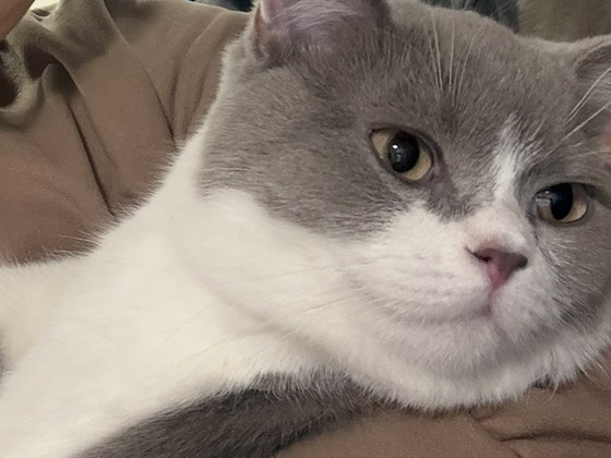 British Shorthair kissa