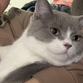 British Shorthair kissa