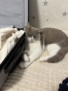 British Shorthair kissa (9 valokuva sivusta 10)
