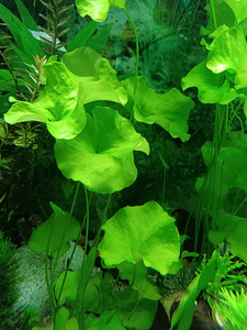 Erinevad taimed.Neocaridina krevetid.Kalad.Smart post (4 foto / 8)