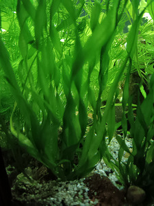 Erinevad taimed.Neocaridina krevetid.Kalad.Smart post (2 foto / 8)