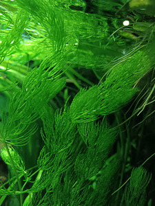 Erinevad taimed.Neocaridina krevetid.Kalad.Smart post (3 foto / 8)