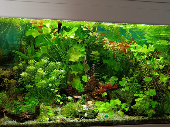 Erinevad taimed.Neocaridina krevetid.Kalad.Smart post