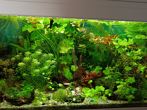 Erinevad taimed.Neocaridina krevetid.Kalad.Smart post (1 foto / 8)