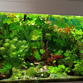 Erinevad taimed.Neocaridina krevetid.Kalad.Smart post