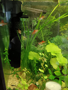 Erinevad taimed.Neocaridina krevetid.Kalad.Smart post (5 foto / 8)