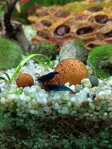 Erinevad taimed.Neocaridina krevetid.Kalad.Smart post (6 foto / 8)