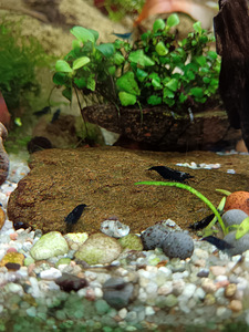 Erinevad taimed.Neocaridina krevetid.Kalad.Smart post (7 foto / 8)