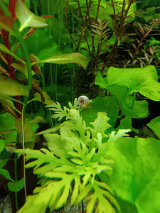 Erinevad taimed.Neocaridina krevetid.Kalad.Smart post (8 foto / 8)