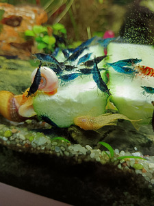 Erinevad taimed.Neocaridina krevetid.Kalad.Tigu.Smart post (7 foto / 8)