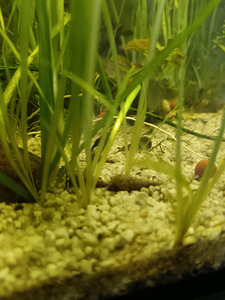 Erinevad taimed.Neocaridina krevetid.Kalad.Tigu.Smart post (8 foto / 8)