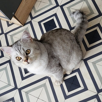 Kassi paaritus. Paaritamine