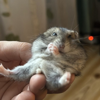 Džungaaria hamstrid