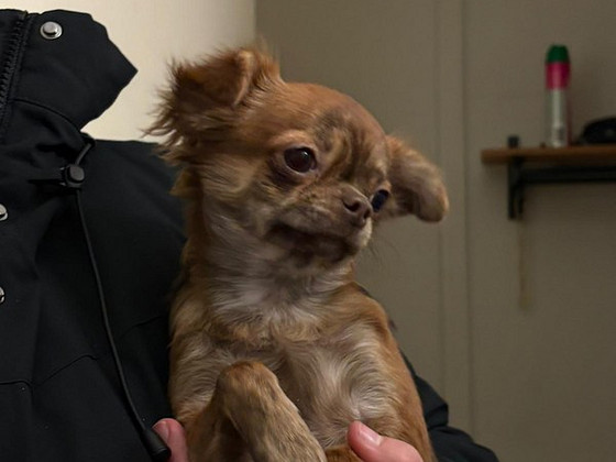 Chihuahua