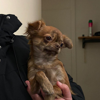 Chihuahua