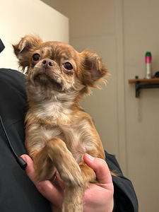 Chihuahua (2 valokuva sivusta 8)