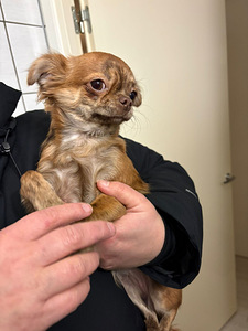 Chihuahua (4 valokuva sivusta 8)